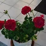 Nooruse Majutus Guest house