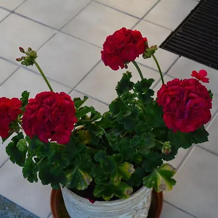 Nooruse Majutus Gæstehus