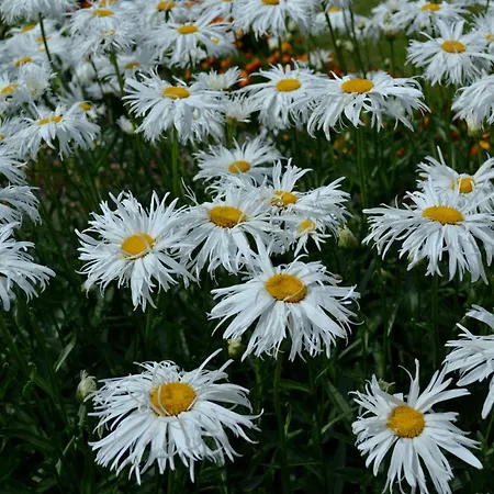 Gæstehus Nooruse Majutus