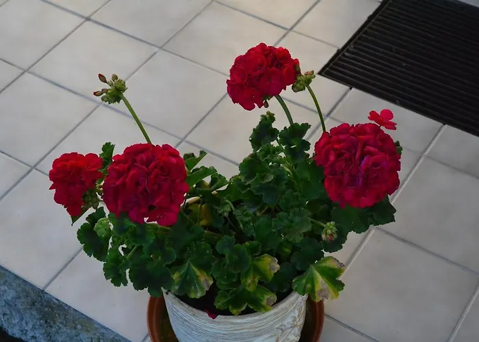 Nooruse Majutus Guest house