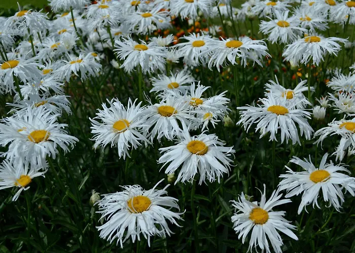 Guest house Nooruse Majutus