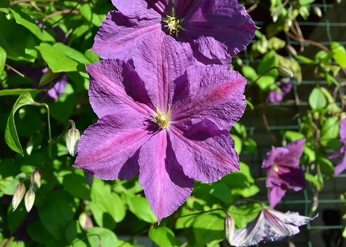 Guest house Nooruse Majutus