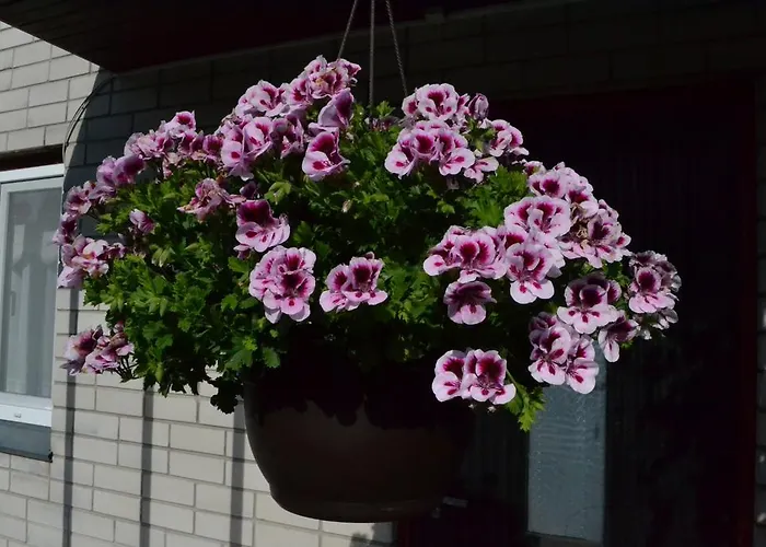 Nooruse Majutus Kuressaare